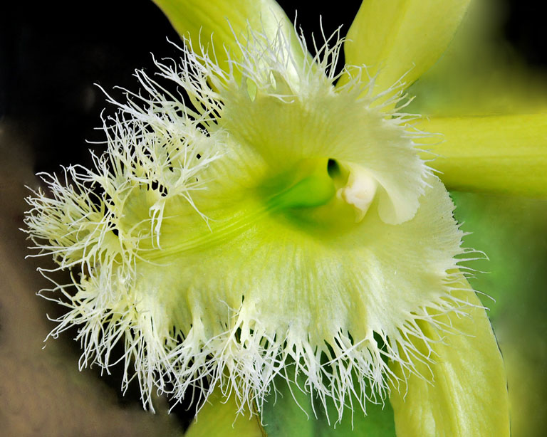 Torn fringe orchid